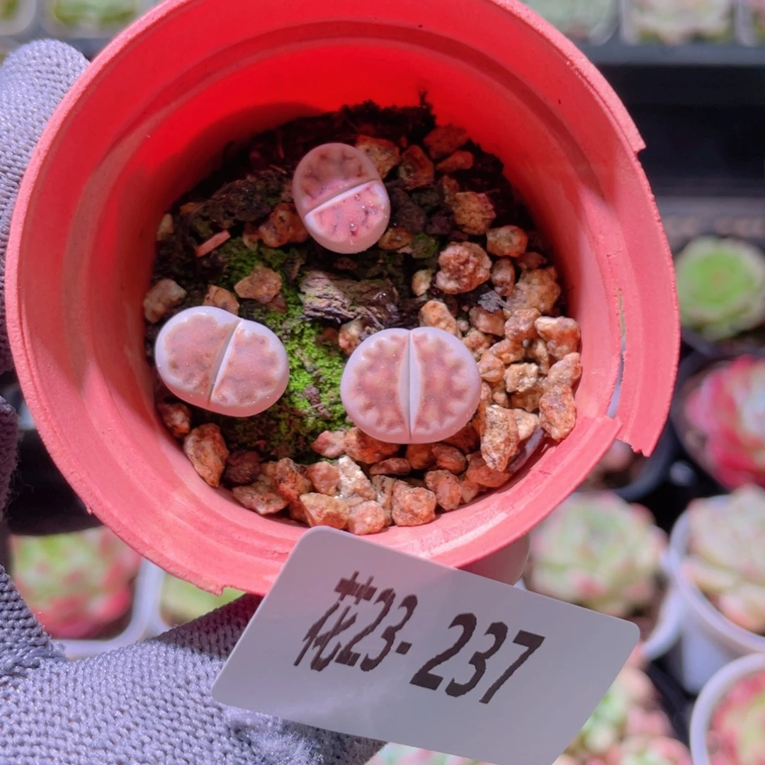 花利美23-237生石花