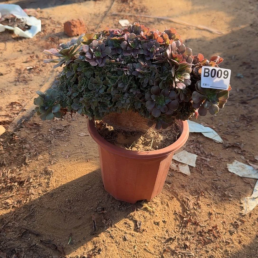 009玫瑰朵朵有伤一颗满28包邮
