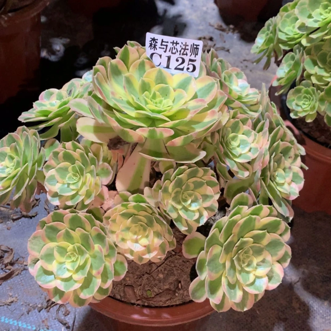 【闪购商品】125玉姿