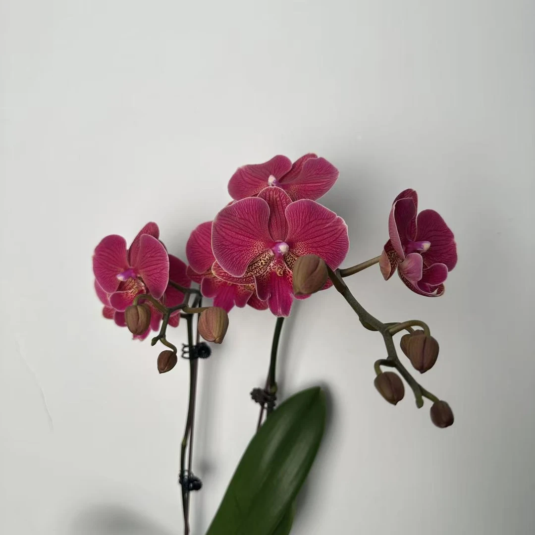 【李先生】花木兰~蝴蝶兰室内盆栽花卉桌面客厅阳台兰花