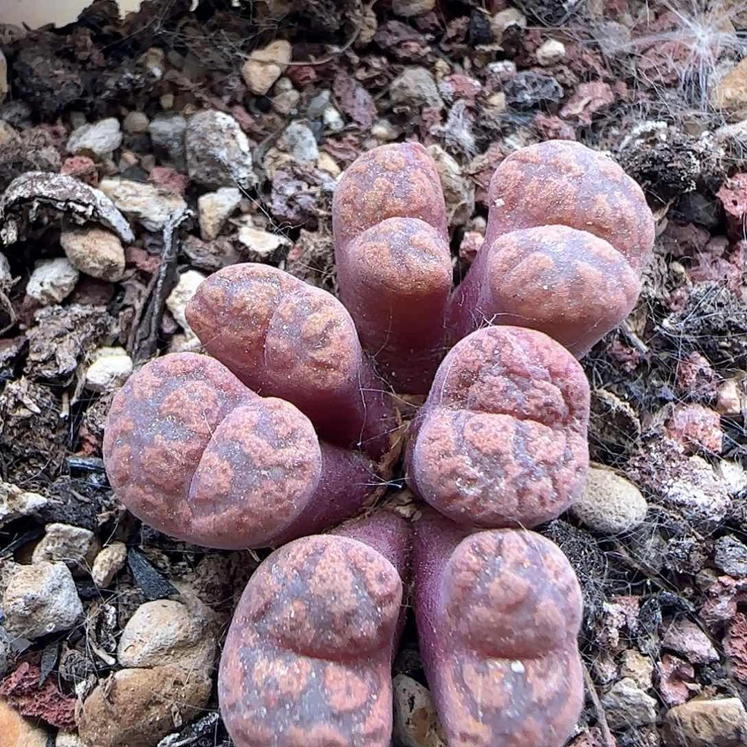 朱雀勋章。  37719