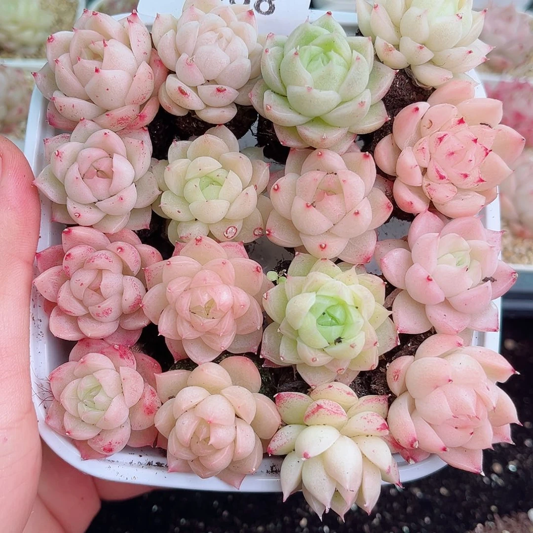 1-958 新疆西藏内蒙不发2-3公分多肉