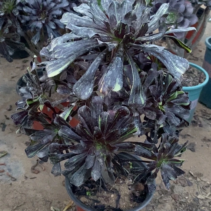 水墨丹青多肉植物40。