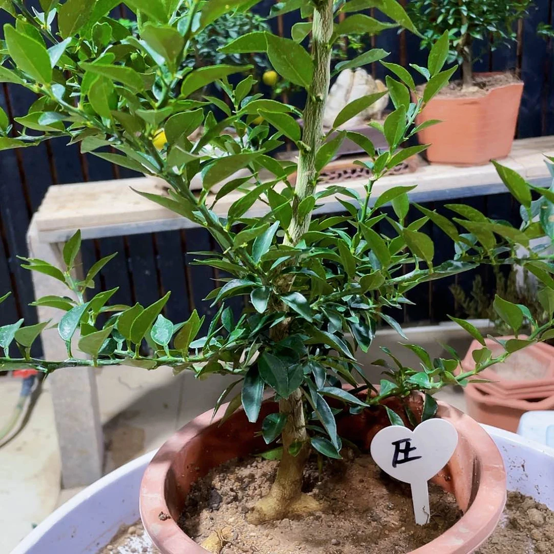 完全开放施八房柑八房柑