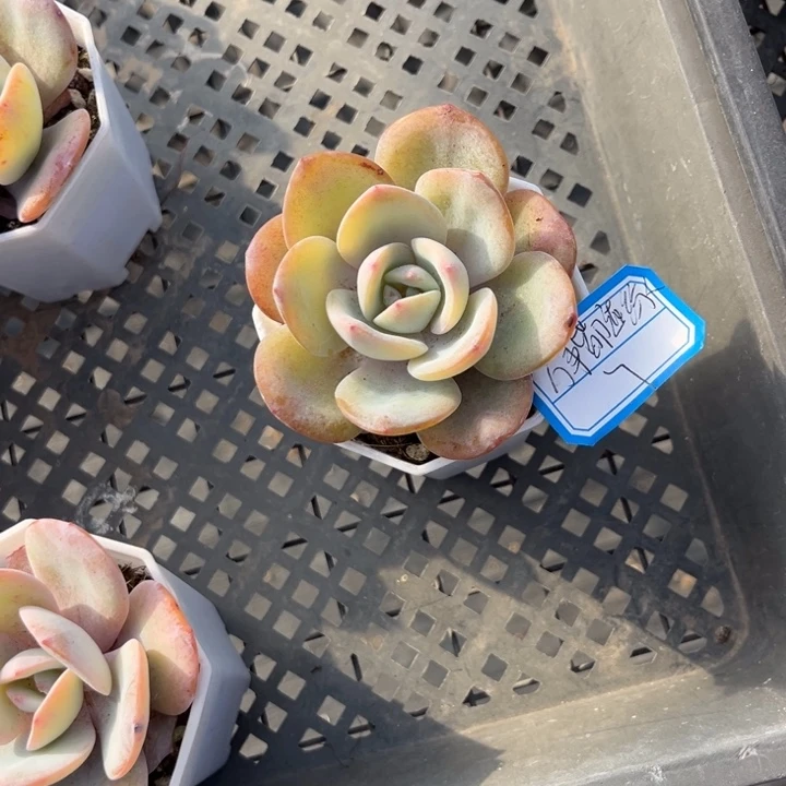 万***缘韩版奶茶七方盆------