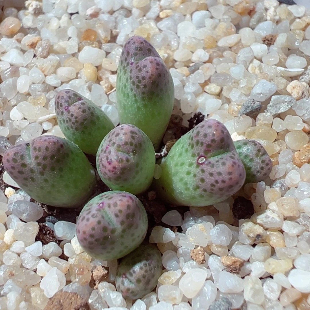 1224-521多肉多肉草莓