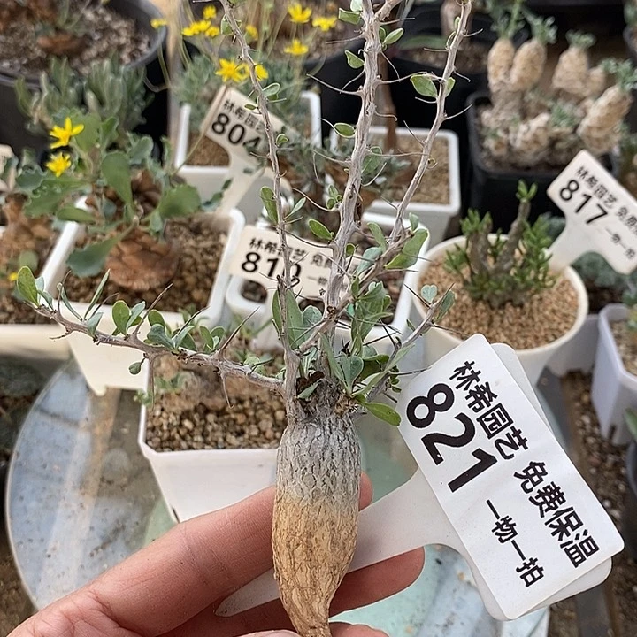 821观峰玉一一一一一一一一一