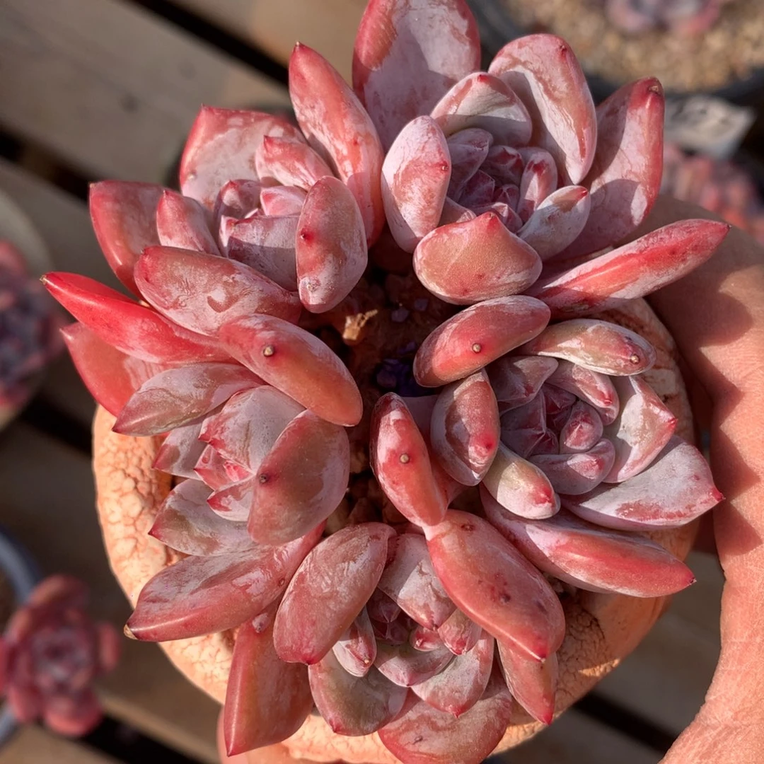 D1311逗号的多肉花园