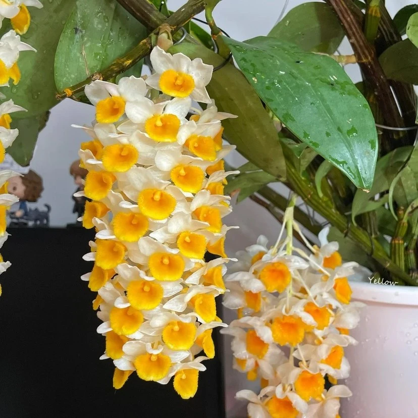 球花石斛花期长 花漂亮