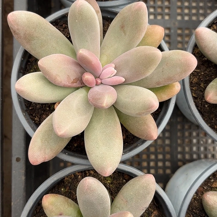 糖果美人（拍满18发货、偏远地区不包邮）