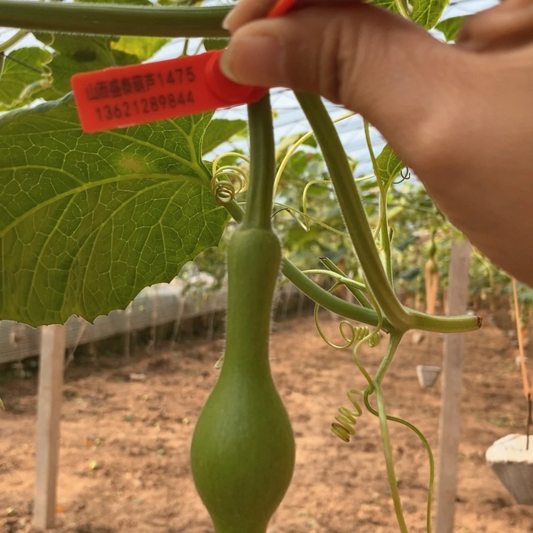 两***药葫芦1475葫芦葫芦葫芦