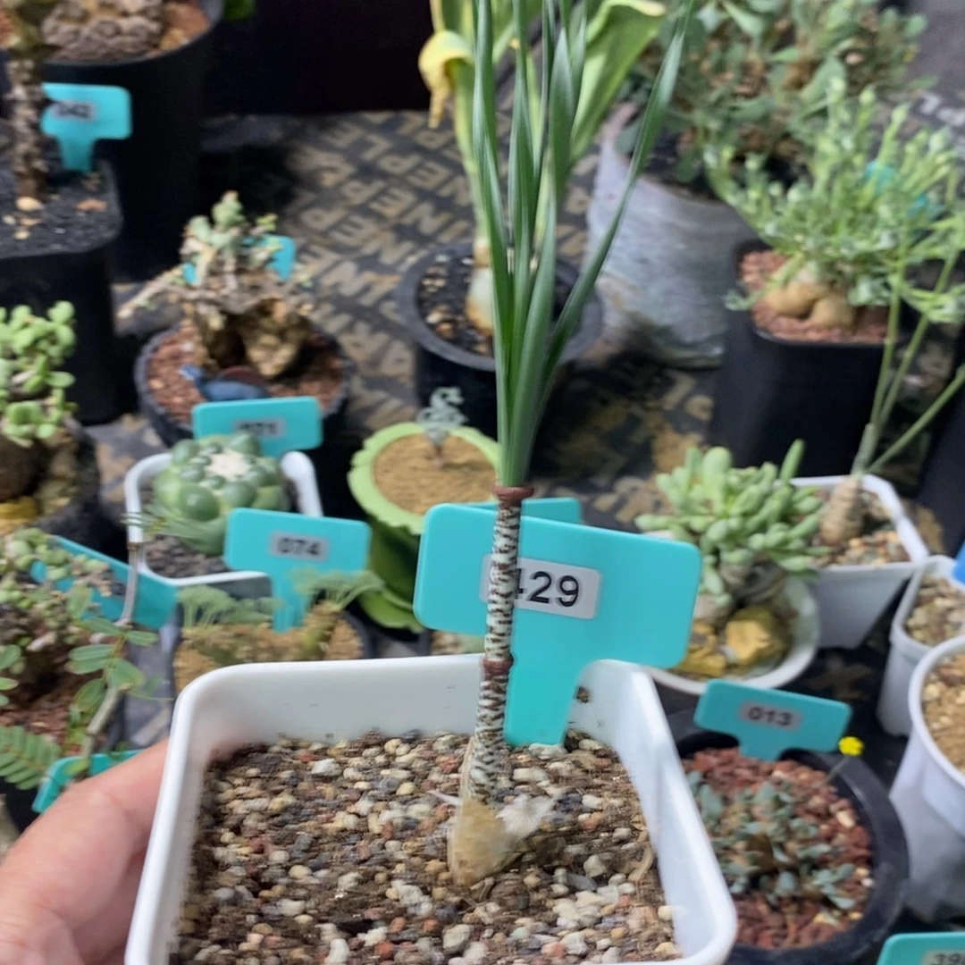 豹纹弹簧草产地多肉植物