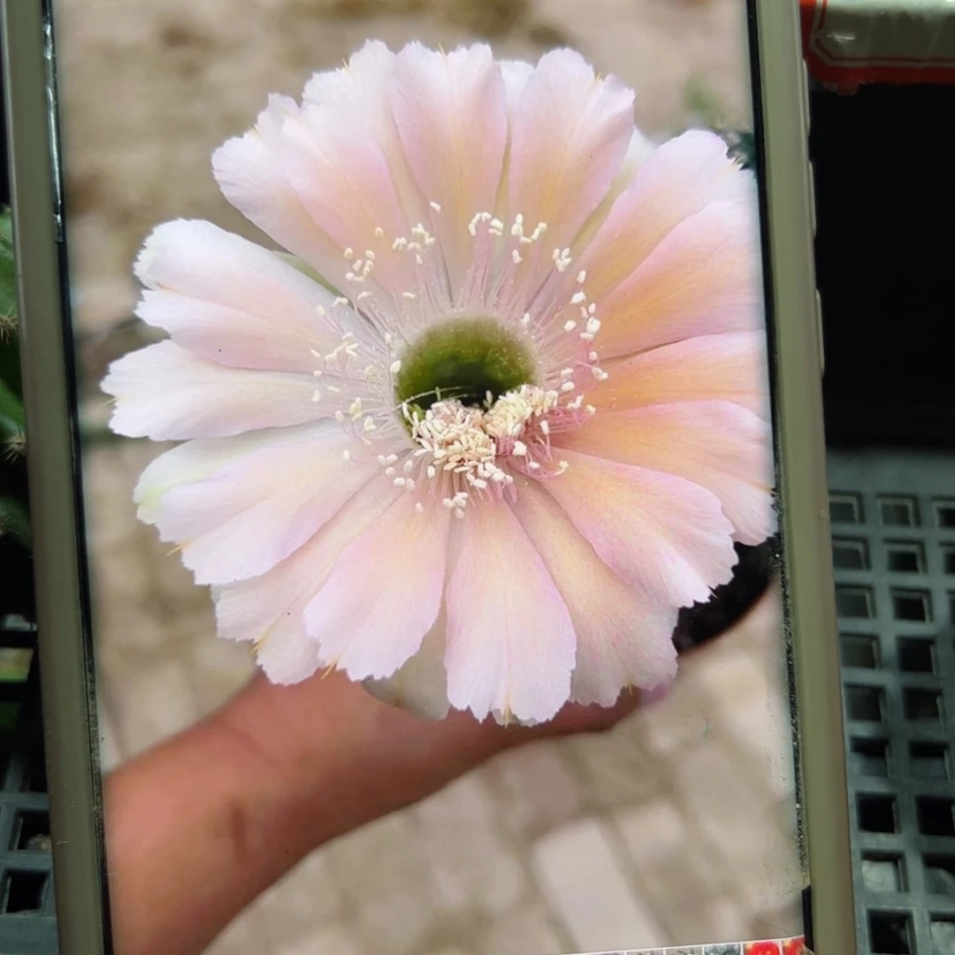 下13金刚30 歪侧芽4公分左右20包邮