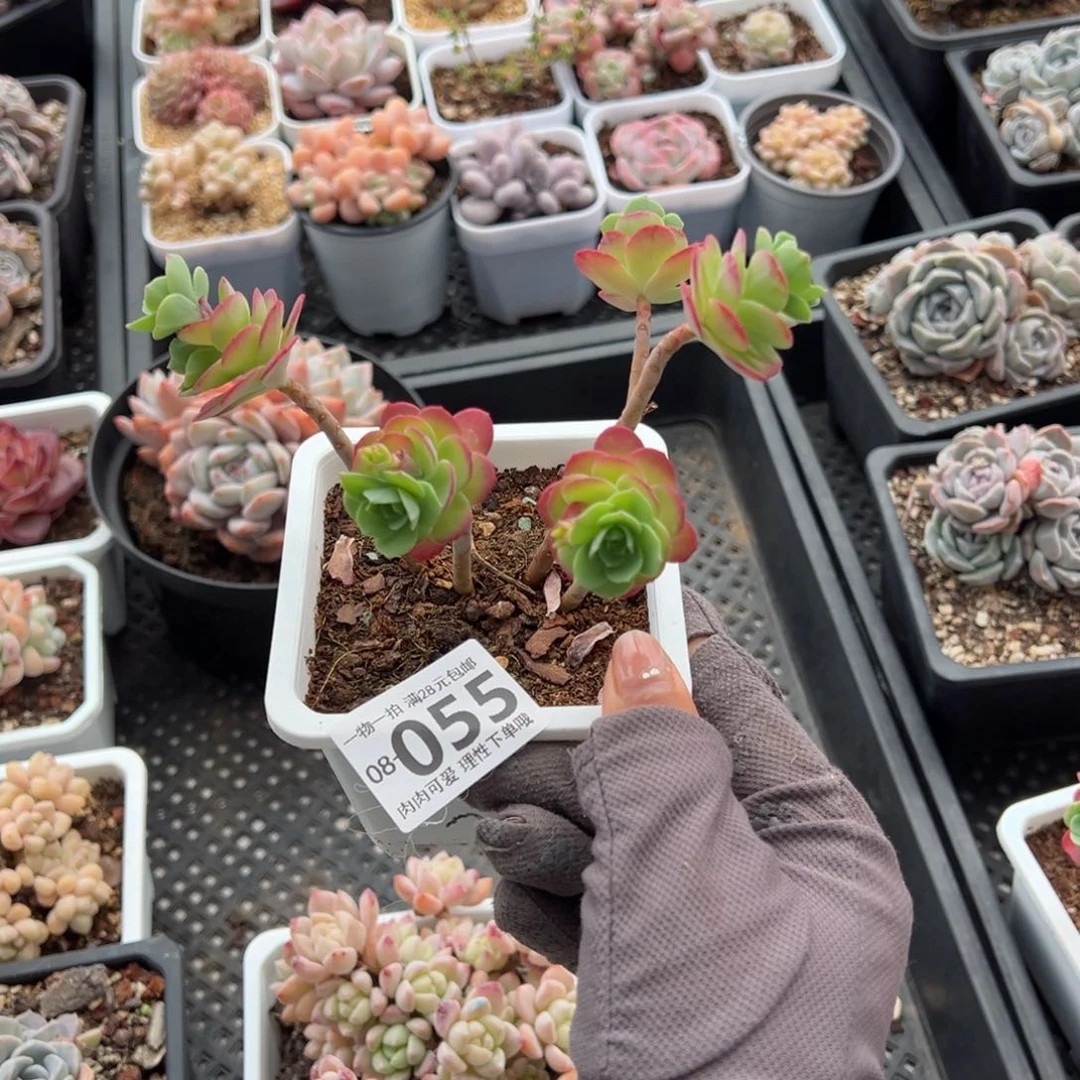 圆叶薄化妆多肉多肉多肉多肉