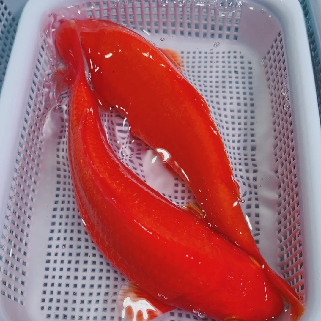 锦鲤锦鲤冷水鱼观赏