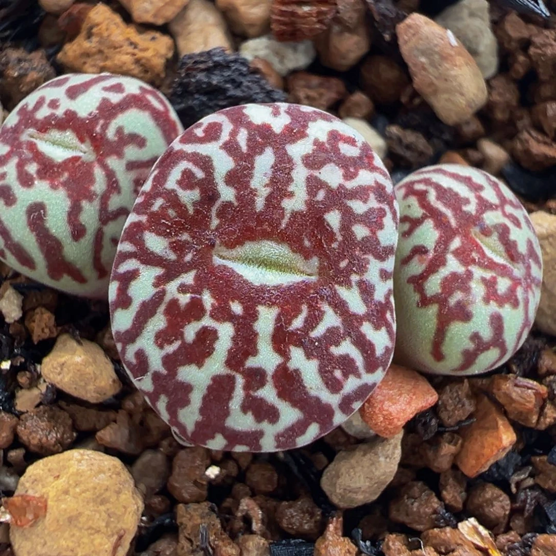 紫钻石墨群多肉植物