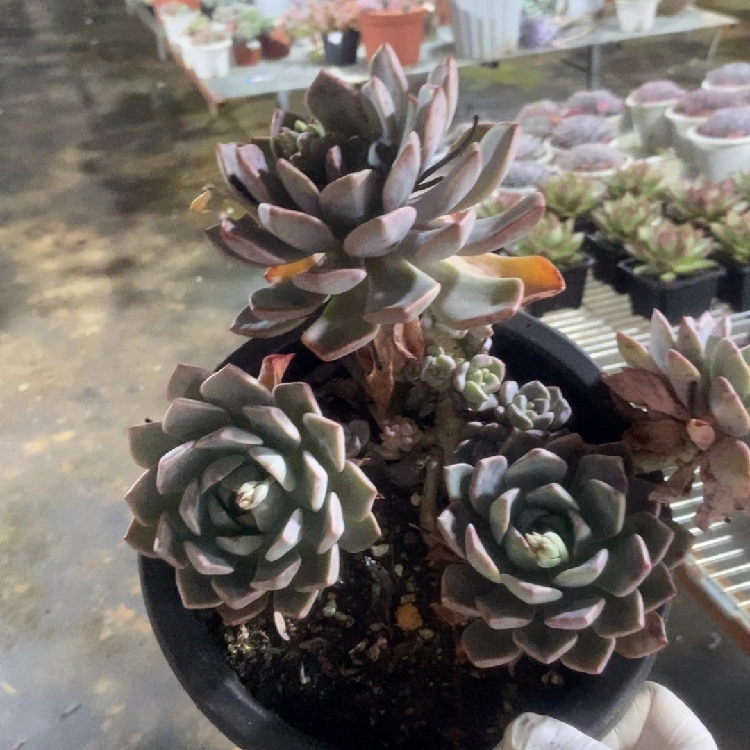 2055红粉佳人一物一拍