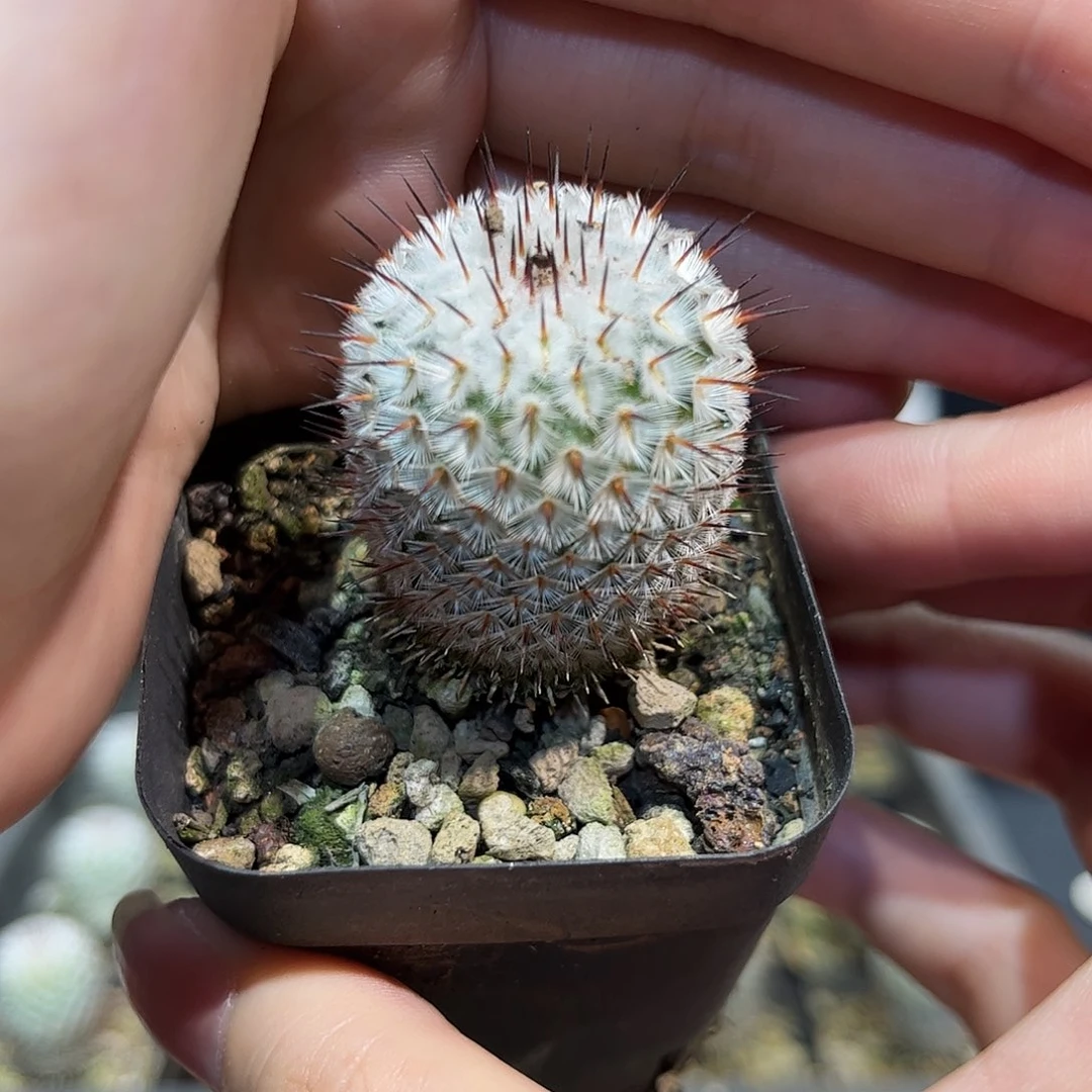 3cm实生控养直刺佩雷