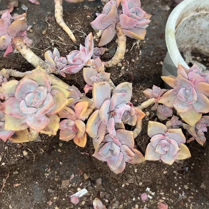 无花朵彩虹糖三盆。