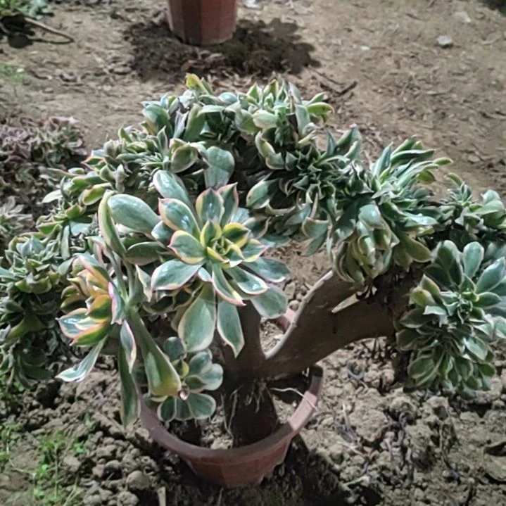 灿烂陌上花开多肉植物