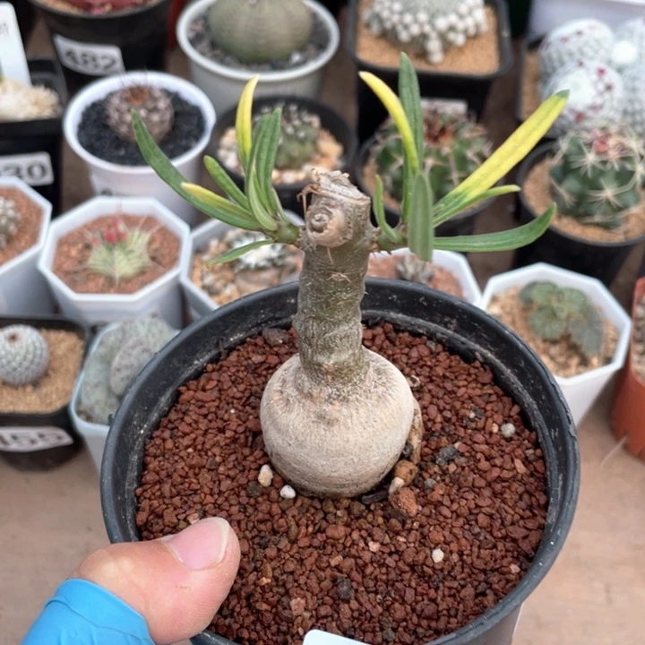 484天马空块根植物