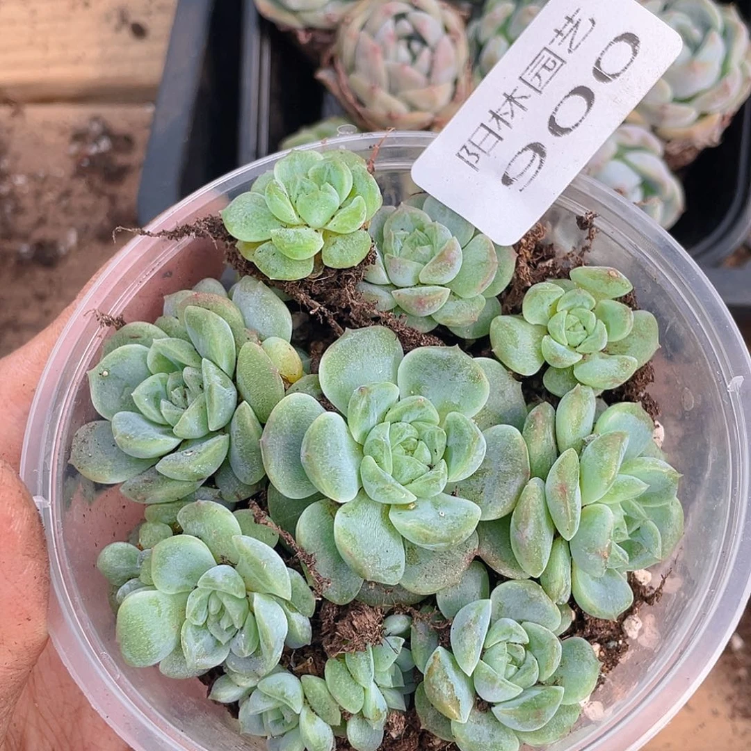 多肉植物多肉植物900