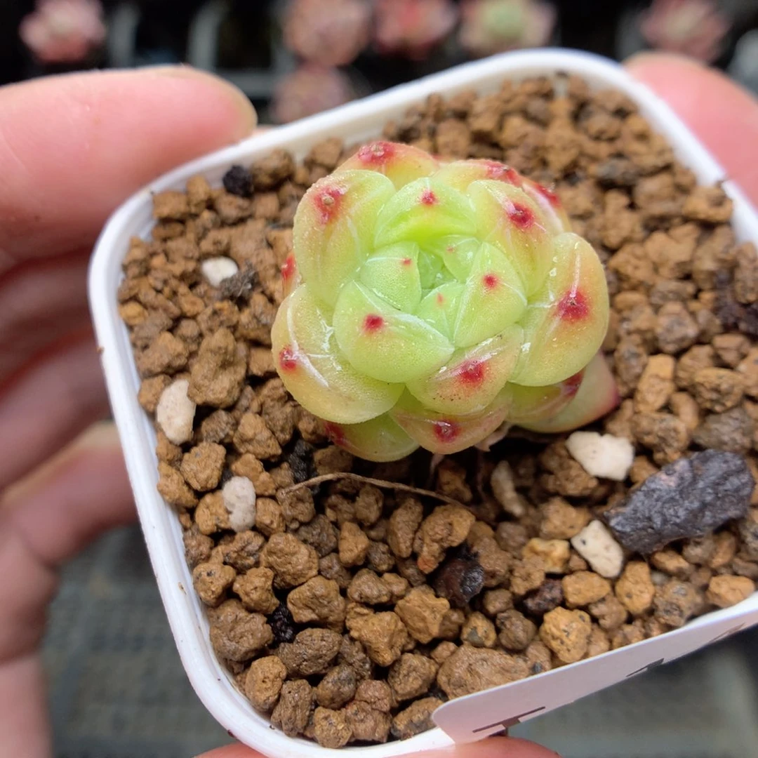 T143y y y y t t t t t t