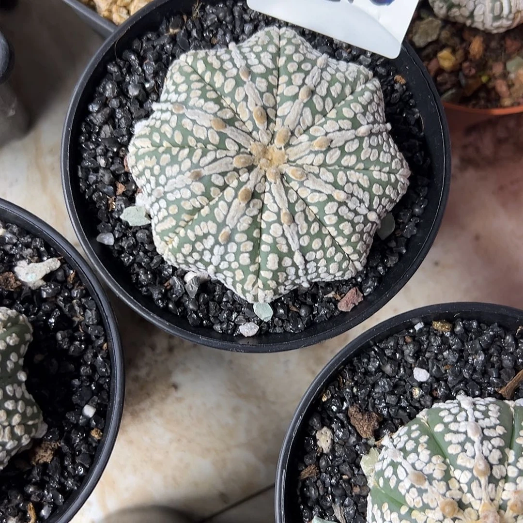 星*057号兜仙人球多肉植物