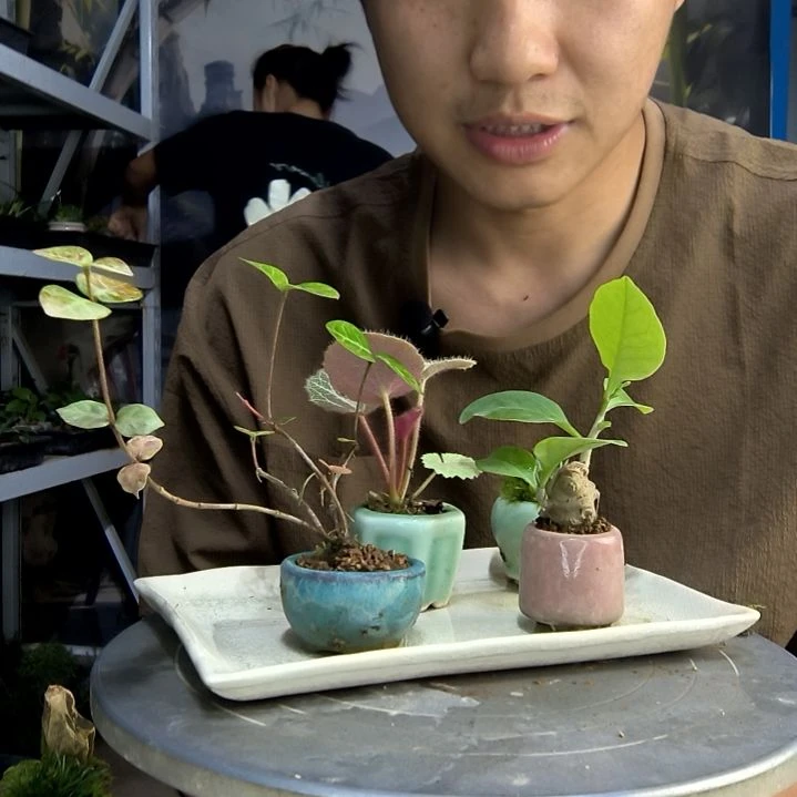 蝴****侍中青园艺一物一拍96