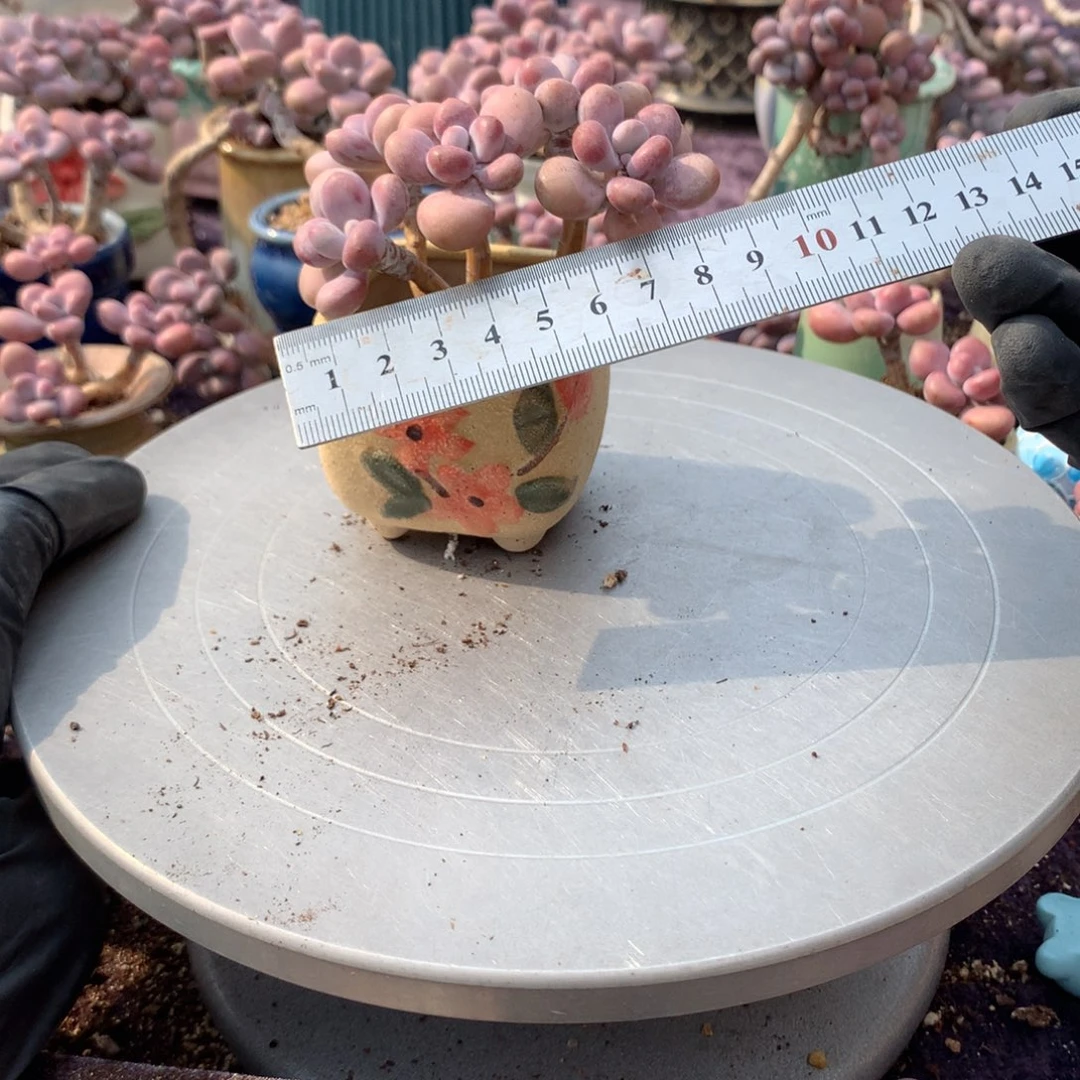 15号带盆偏远地区不包邮的