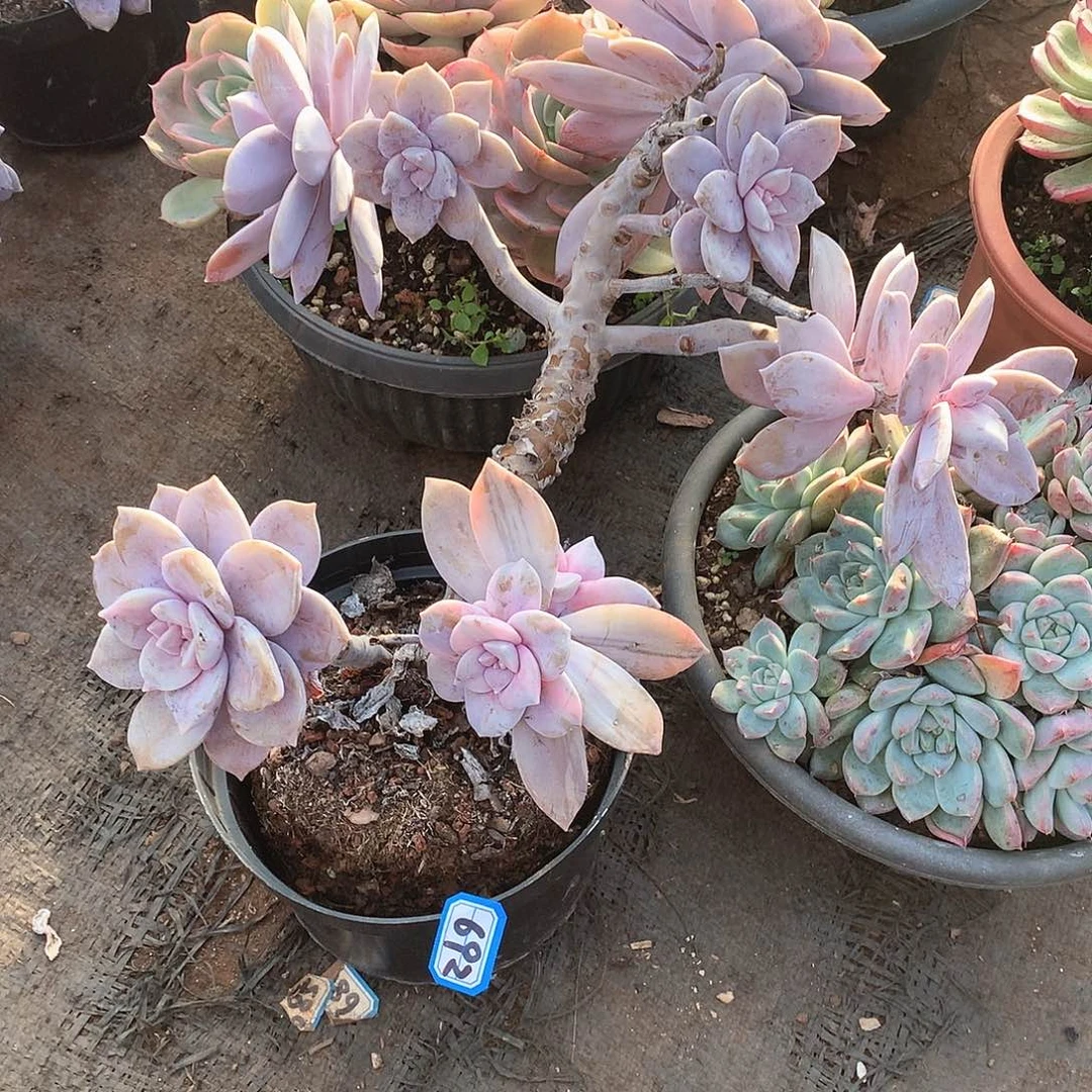 692风车 一物一拍多肉