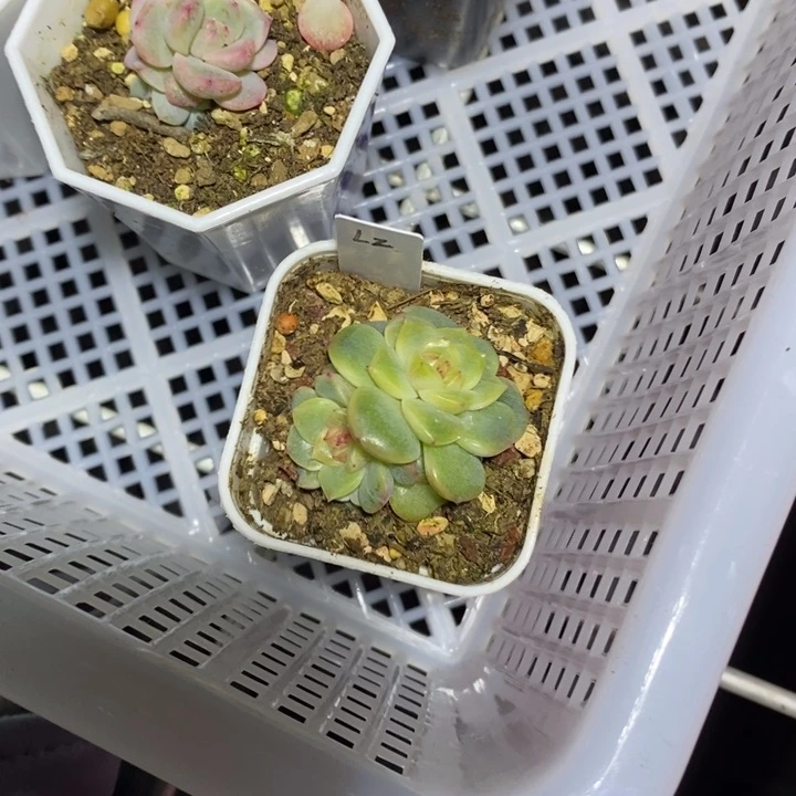 ?*慈荔枝多肉植物