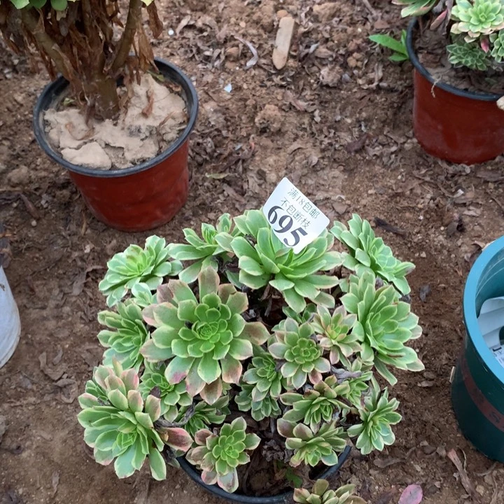 695朝霞绣球2号棚