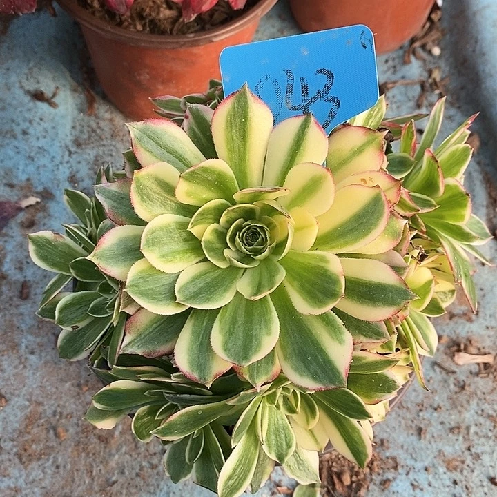 043 一颗海鲜法师多肉