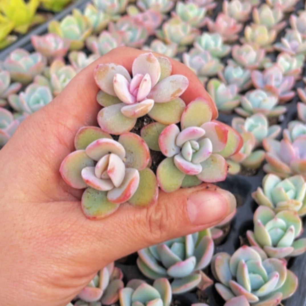 【满9.9包邮】穴盘奶茶3颗3cm多肉植物以直播间展示为主