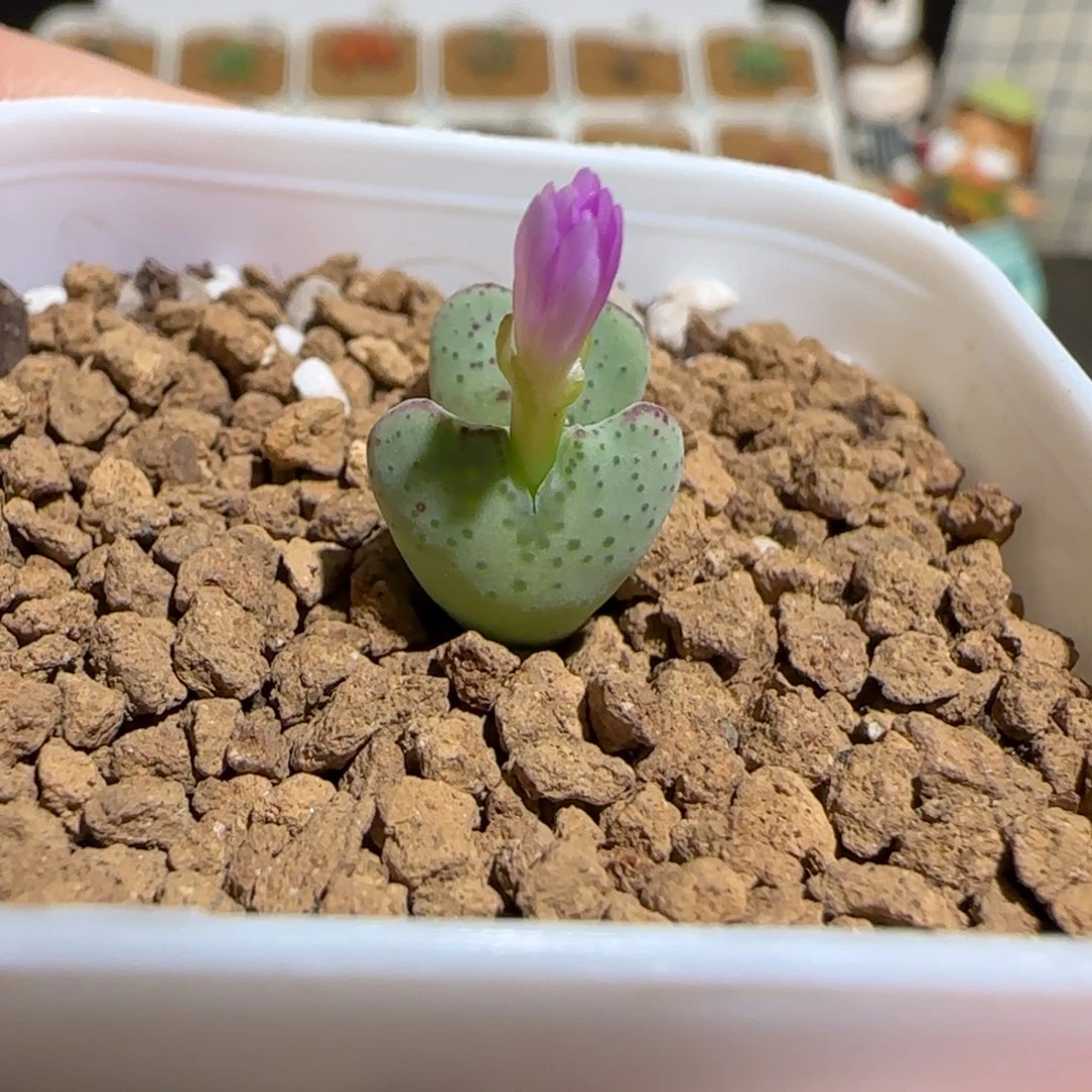 肉锥多肉植物组合-1177