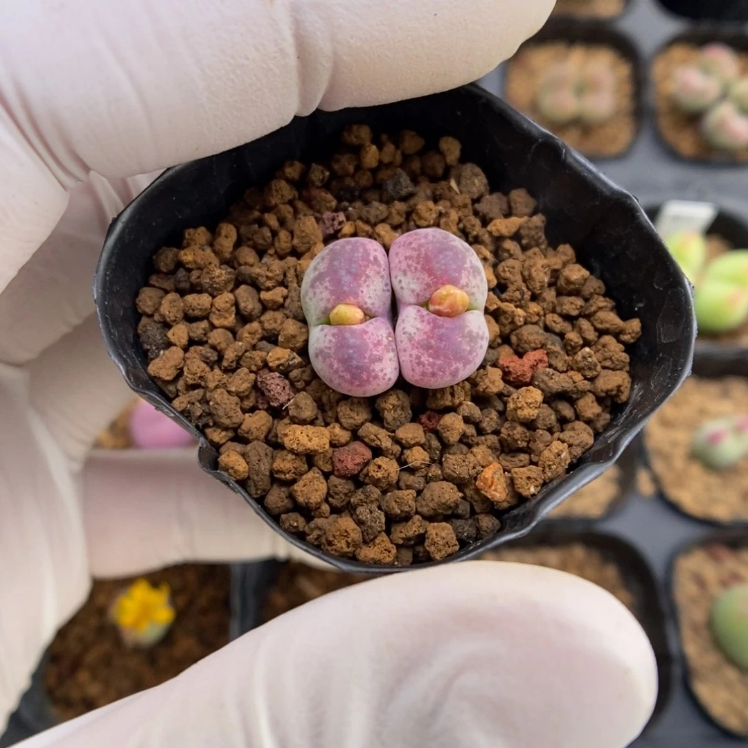 多肉植物肉锥杂交K-3822 风铃杂