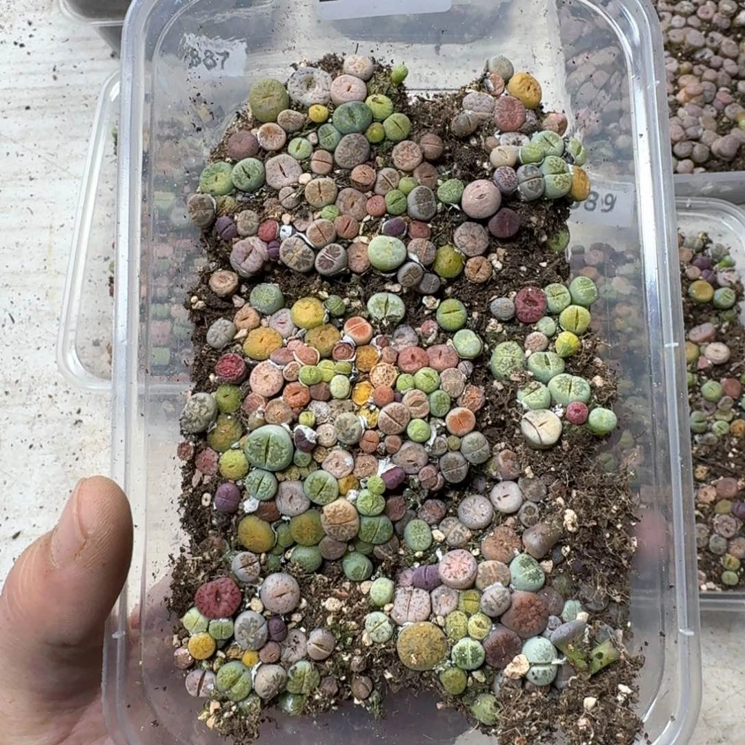 B88彩色生石花一盒