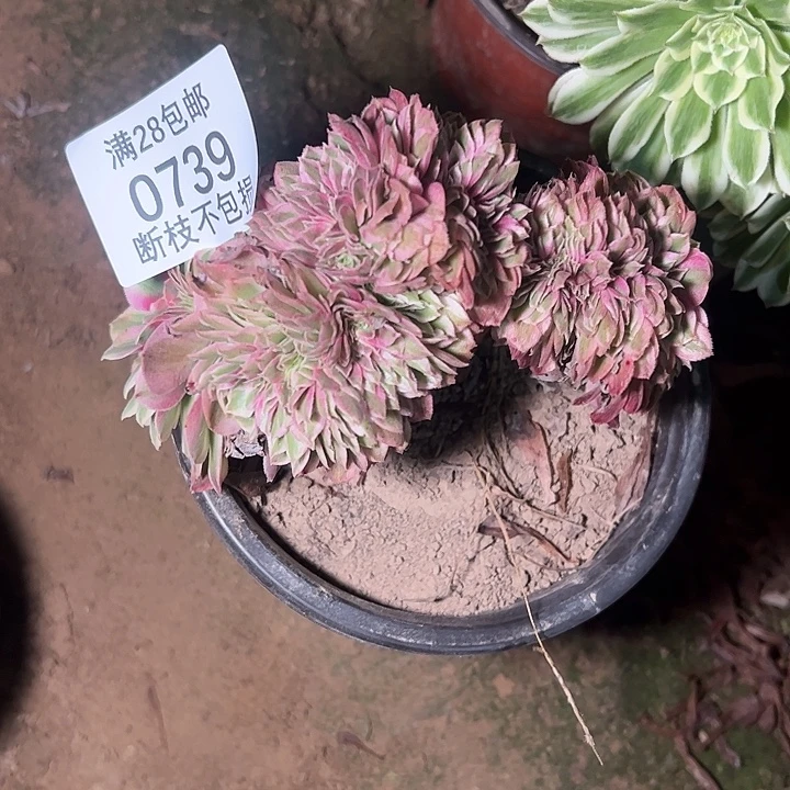 0739倾城多肉植物