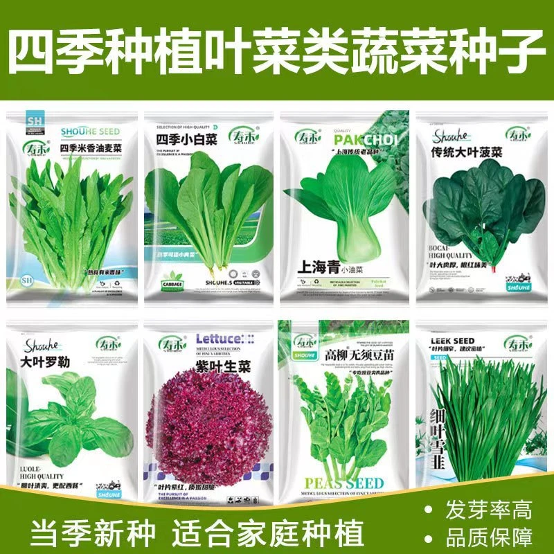 四季种植叶菜类蔬菜水培种植阳台土壤种植