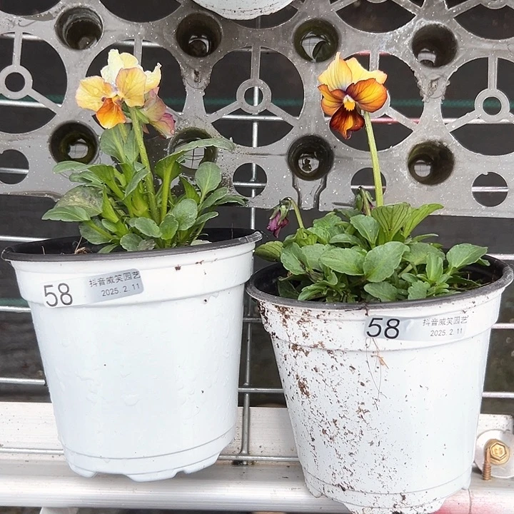 水晶抖音直播闪拍58