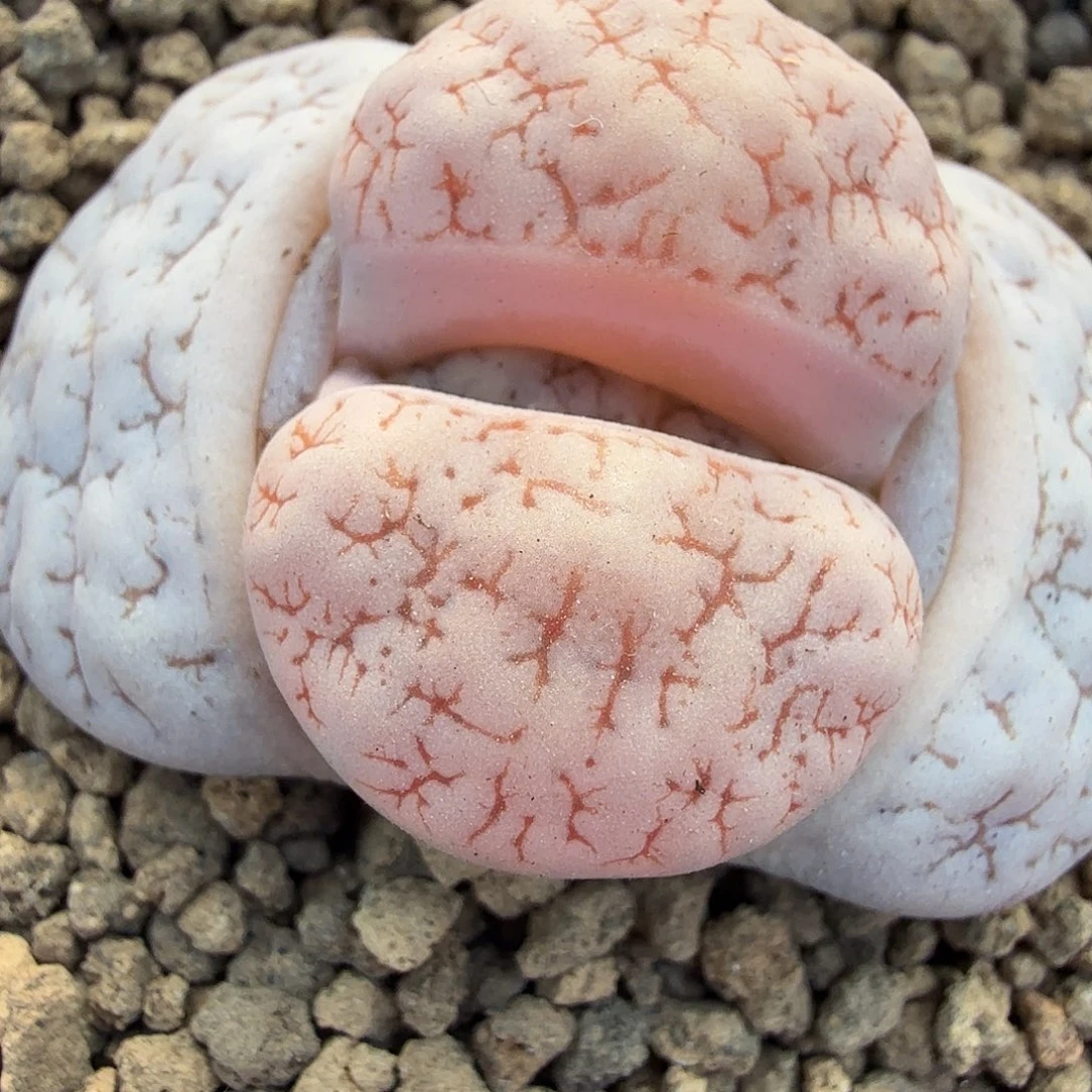 好喜欢看肖086这个