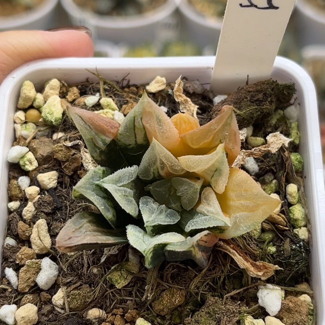 55爱心寿锦福利专场