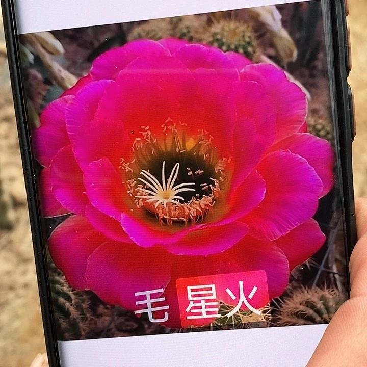 星火/侧芽歪20包邮/5公分左右