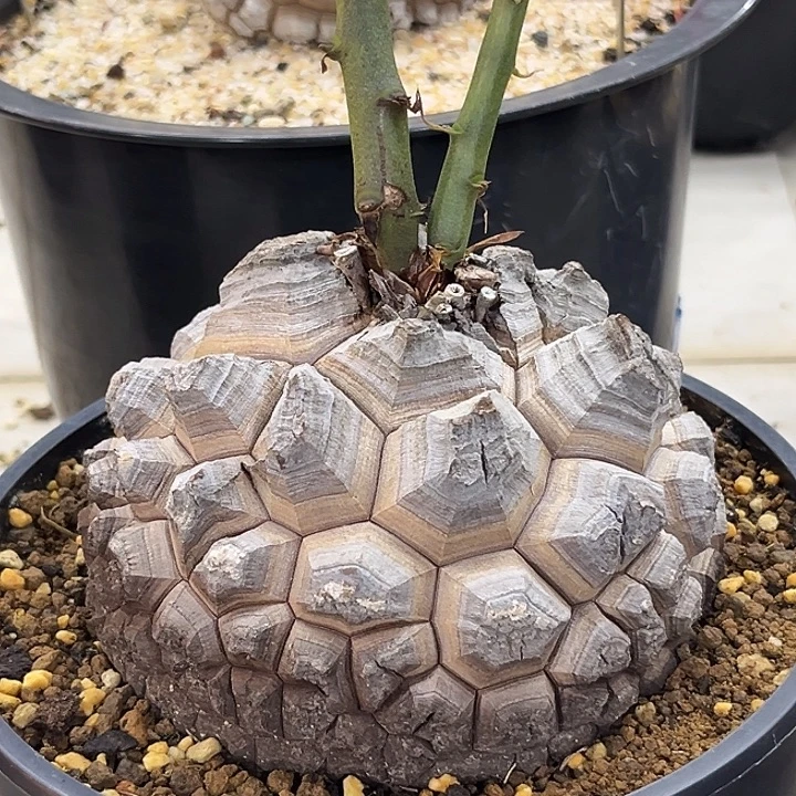 汤圆植物龟甲龙帅