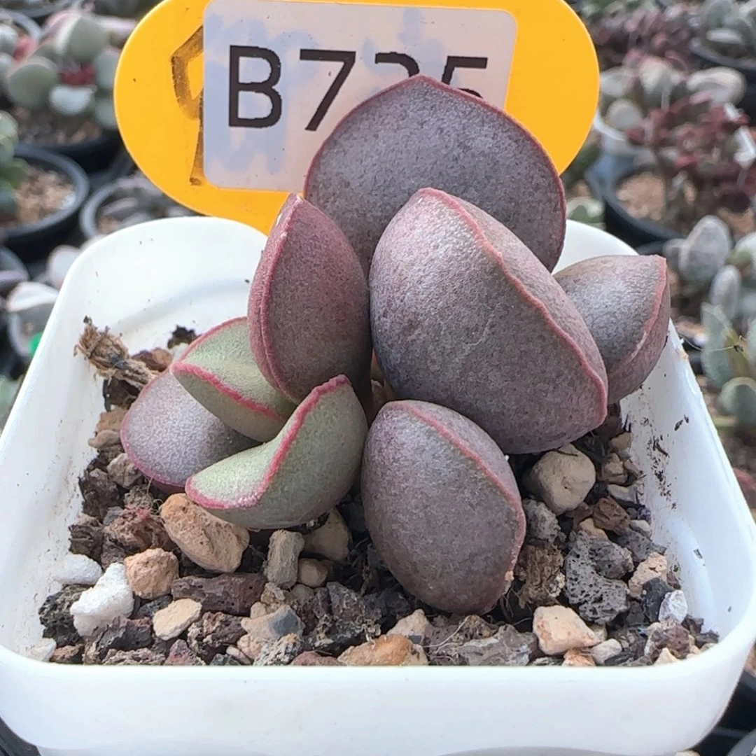 Z***I碧海。  725。