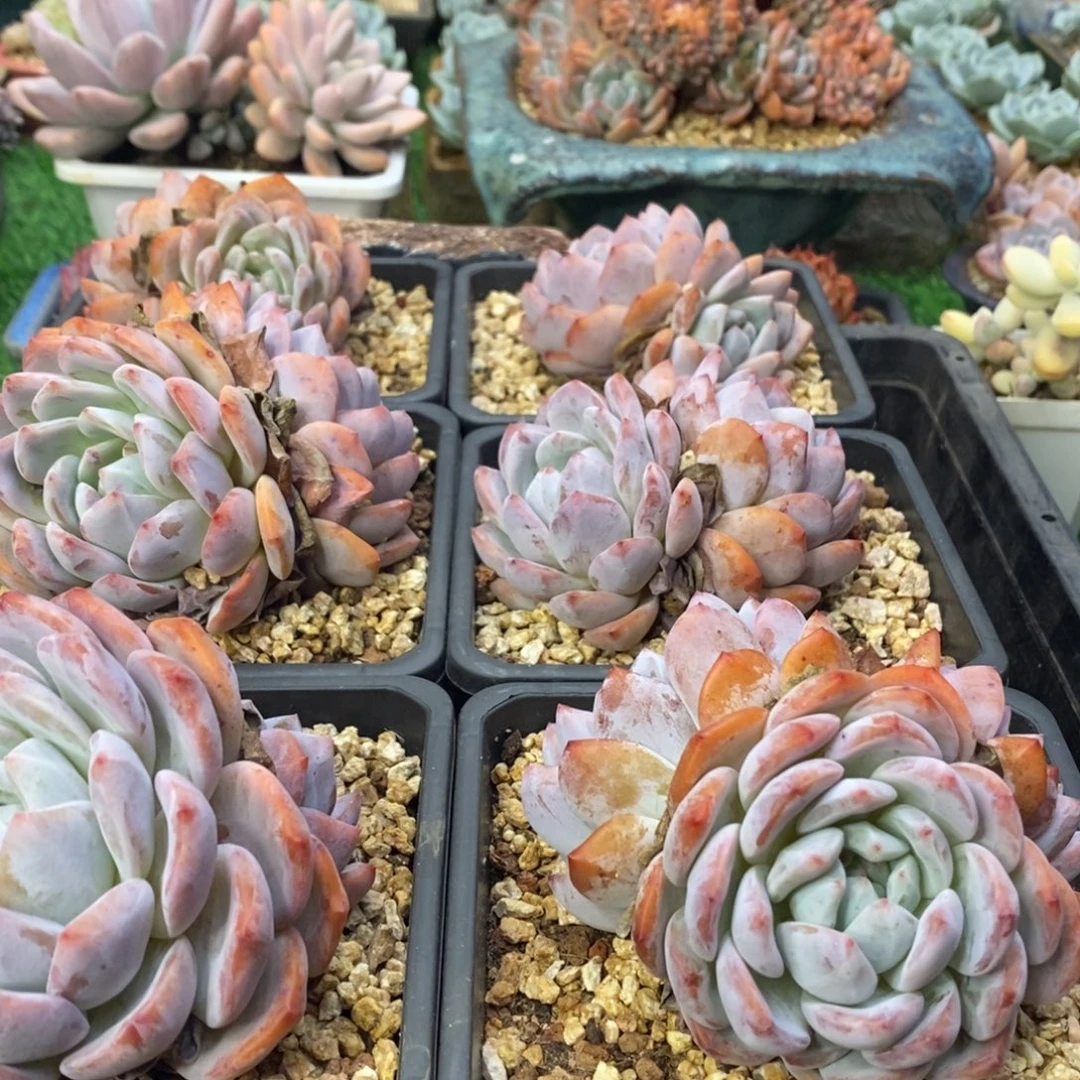 恋***景橙梦露10颗一物一拍