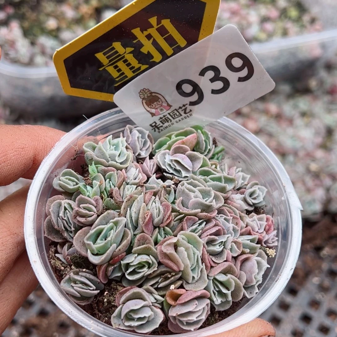 多肉植物多肉植物