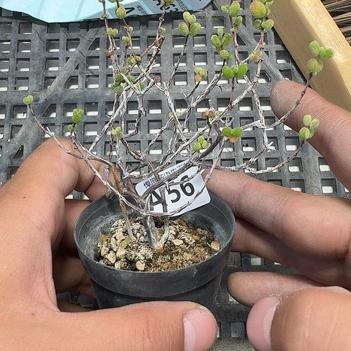 芯***源56 多肉植物多肉植物