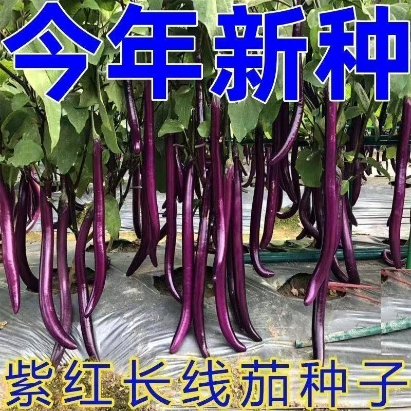 紫帅杭茄细长线茄子新鲜长茄子紫皮现摘现发